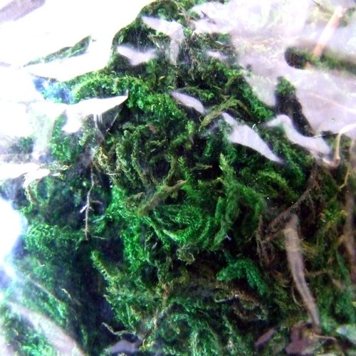 Přírodní mech 100 g — foto 2