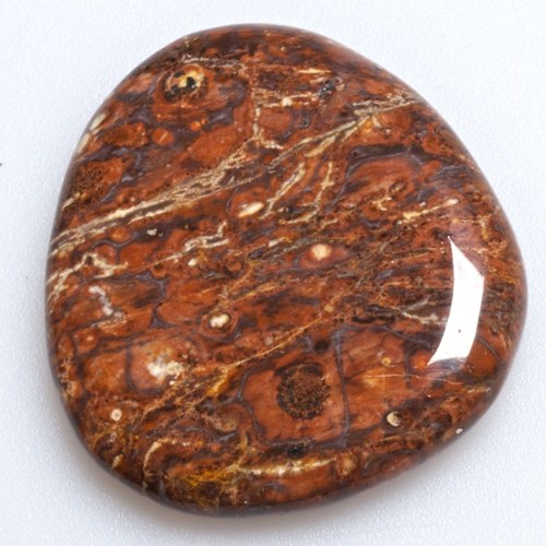 Jaspis leopard — foto 2