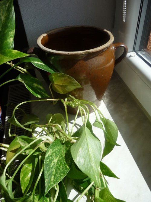 Krajáč sádelňák — foto 2