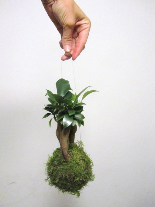 Kokedama Ficus Ginseng — foto 2