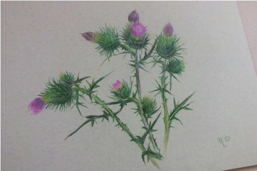 Bodláky. Pastelky na A4. — foto 2