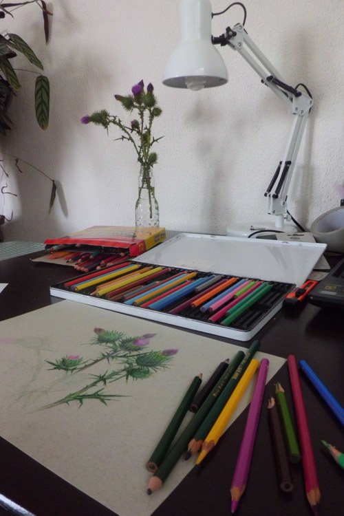 Bodláky. Pastelky na A4. — foto 3
