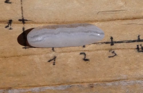 Chalcedon D609 — foto 3