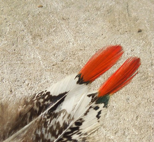 Horké léto — foto 2