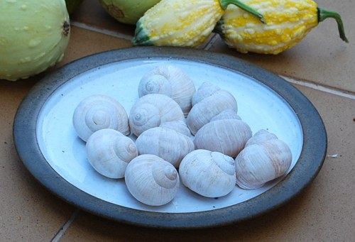 Šnečí ulity — foto 2