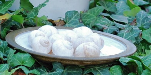 Šnečí ulity — foto 3