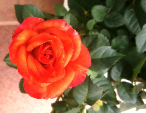 Letní louka II. — foto 2