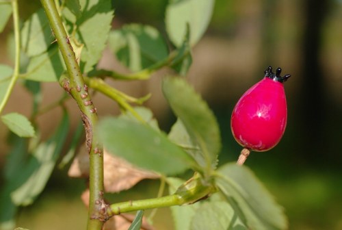 Šípky na přání — foto 3