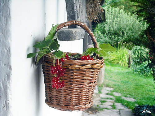 Košík nejen na úrodu — foto 2