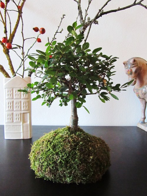 Kokedama bonsai Ulmus — foto 2