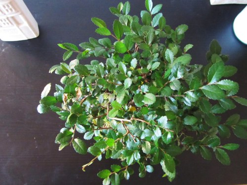 Kokedama bonsai Ulmus — foto 3