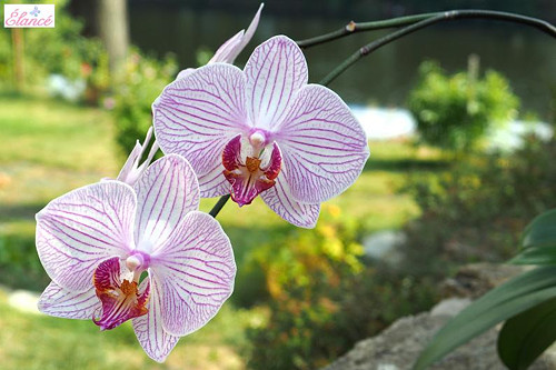 Orchidej — foto 2