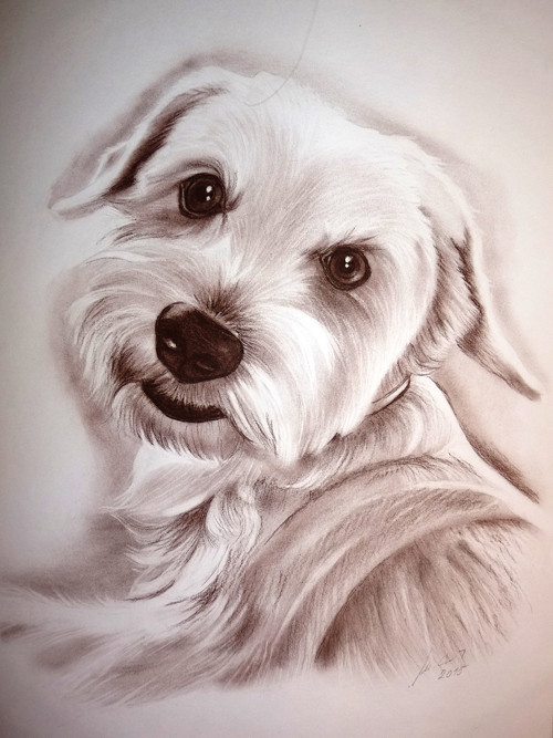 Your home pet.... A3 — foto 3