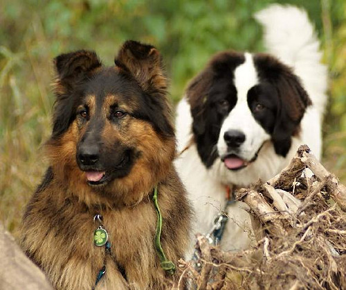Hrníček se dvěma pejsky na přání — foto 4