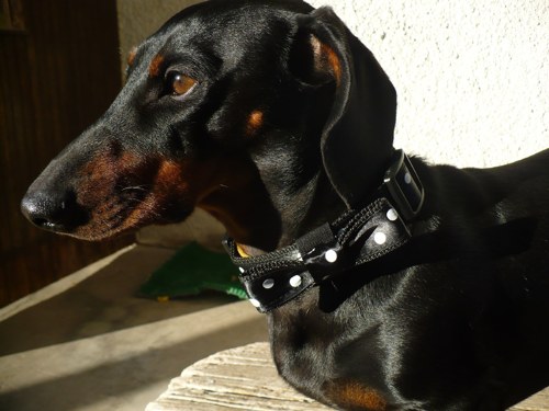 SADA bíločerná- pro psího elegána akce! — foto 5