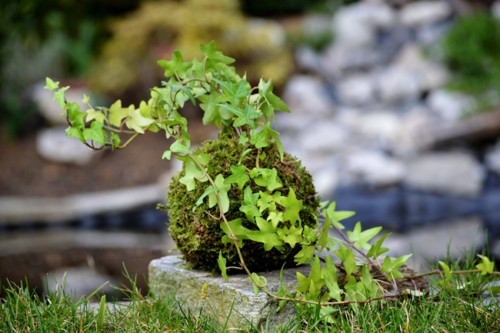 Kokedama Hedera — foto 5