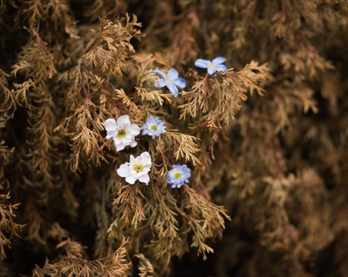 Vlásenky "kapka rosy" — foto 3