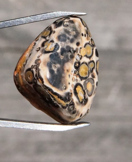 Jaspis leopardí D963 — foto 2