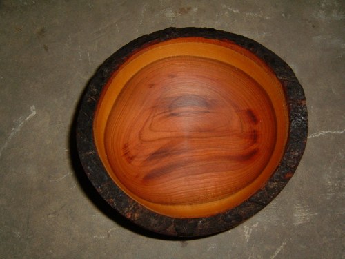 Kůrovka jinak — foto 2