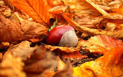 Náušničky KAŠTÁNKOVÉ :-) — foto 3