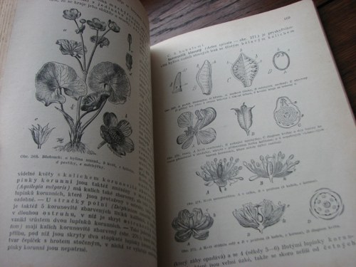 Rostlinopis, J. Rosický, 1918 — foto 2