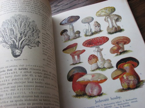 Rostlinopis, J. Rosický, 1918 — foto 3