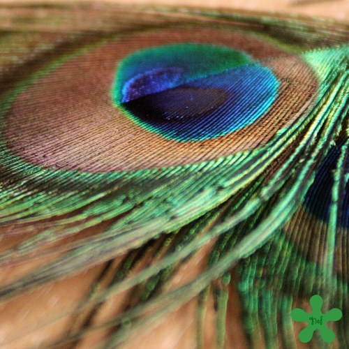Peacock — foto 5