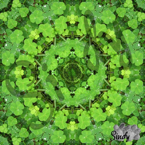 Mandala oroseného jetelíčku 020 — foto 4
