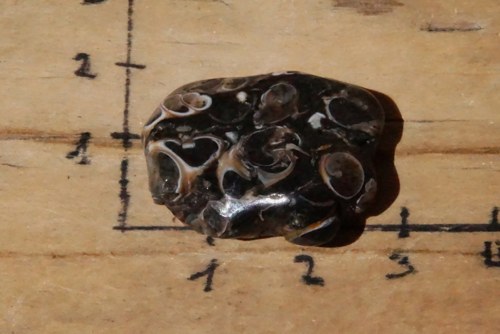 Turritella D1008 — foto 2
