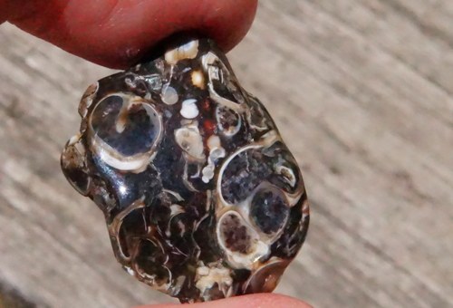 Turritella D1008 — foto 3