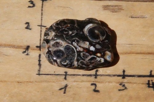 Turritella D1008 — foto 4