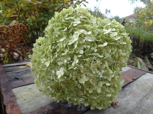 Hortenzie... — foto 6