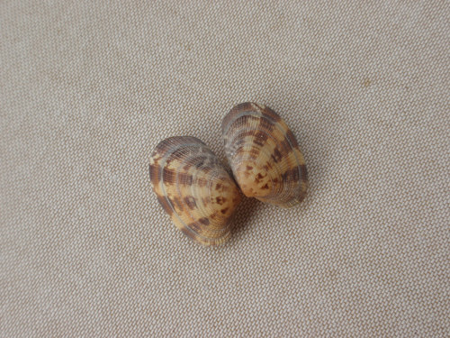 Mušle krémová vějířek 2 ks — foto 2