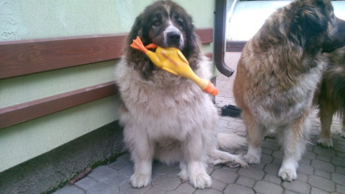 Hrníček s kavkazským ovčákem — foto 2