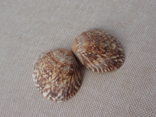 Mušle orient 2 ks — foto 4
