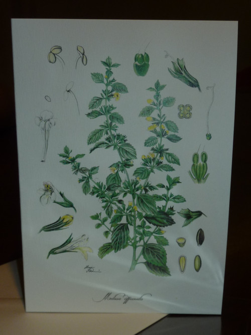 Zdravý pozdrav - přání s meduňkou — foto 2