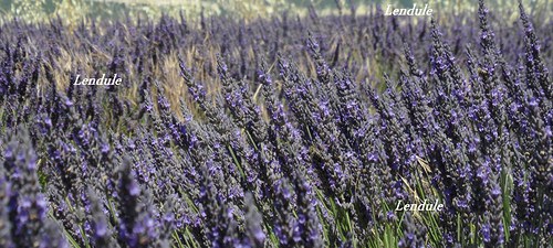 Provence — foto 2