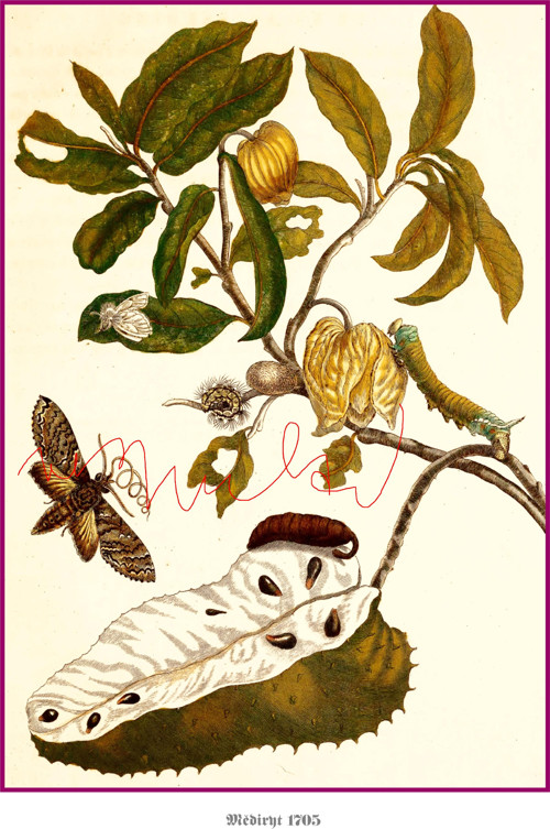 Botanické listy III — foto 6