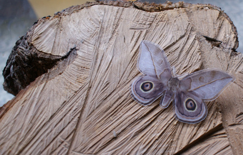 Noční motýl — foto 2