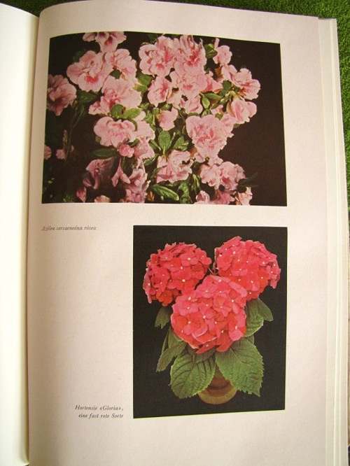 Zimmerblumen.Květiny. — foto 2