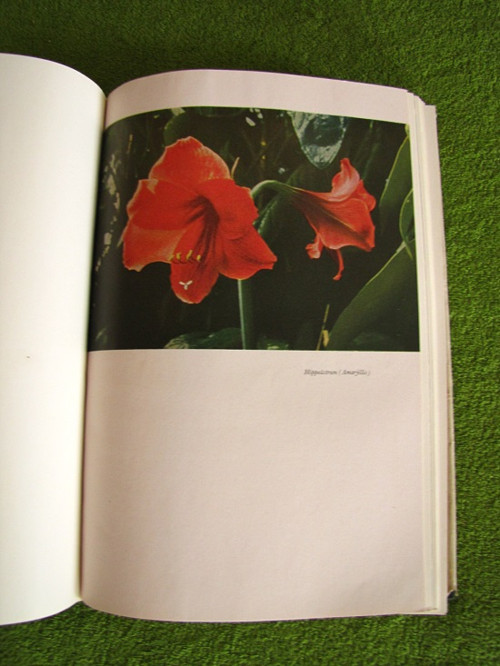 Zimmerblumen.Květiny. — foto 3
