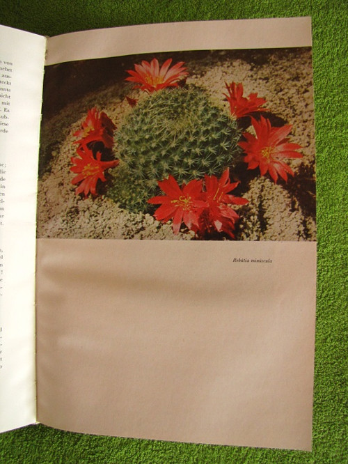 Zimmerblumen.Květiny. — foto 4