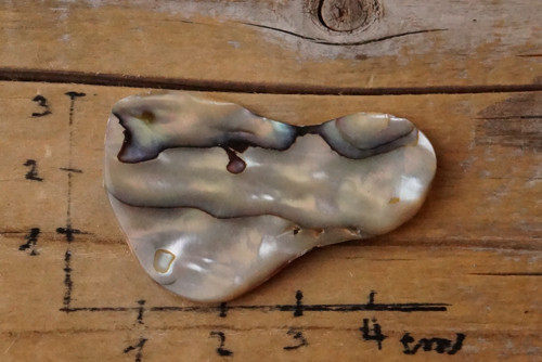 Velká paua mušle D1197 — foto 2