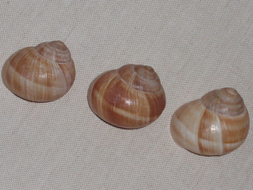 Hlemýždí ulity krémové 3 ks ( č.1 ) — foto 2