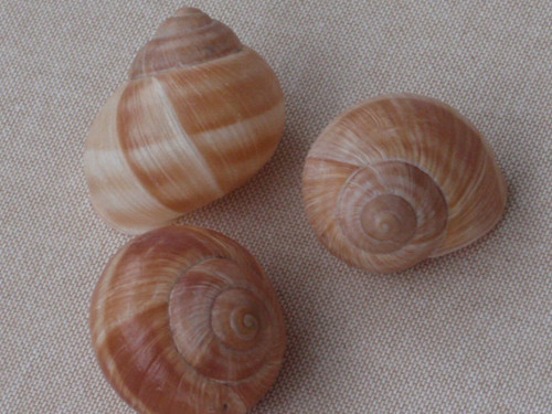 Hlemýždí ulity krémové 3 ks ( č.1 ) — foto 3