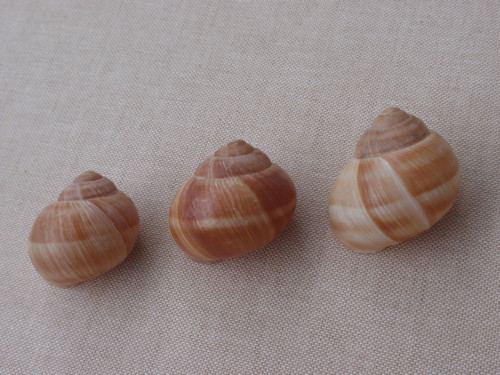 Hlemýždí ulity krémové 3 ks ( č.1 ) — foto 5