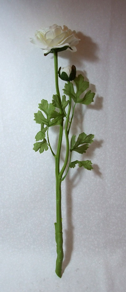 Pryskyřník plnokvětý bílý — foto 2