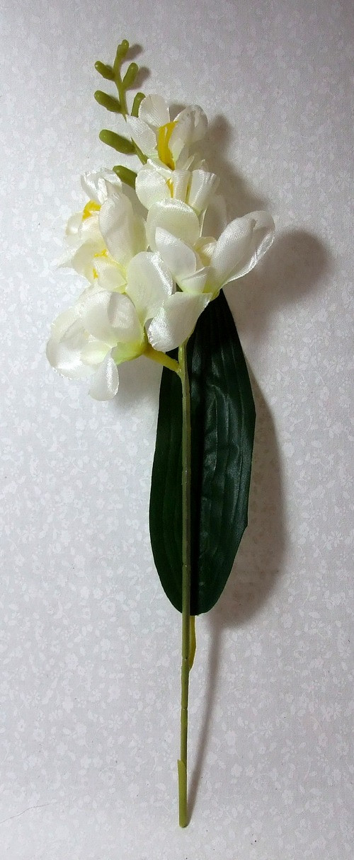 Frézie bílá — foto 2