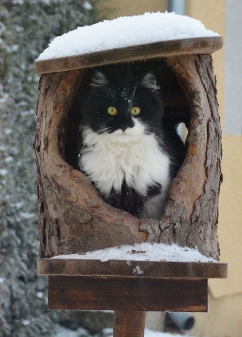 Kočičí pohodáři — foto 6