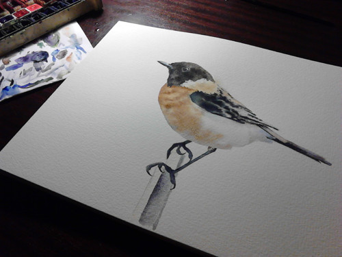 Bramborníček černohlavý. Akvarel 23x31cm. — foto 3